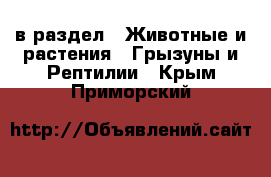  в раздел : Животные и растения » Грызуны и Рептилии . Крым,Приморский